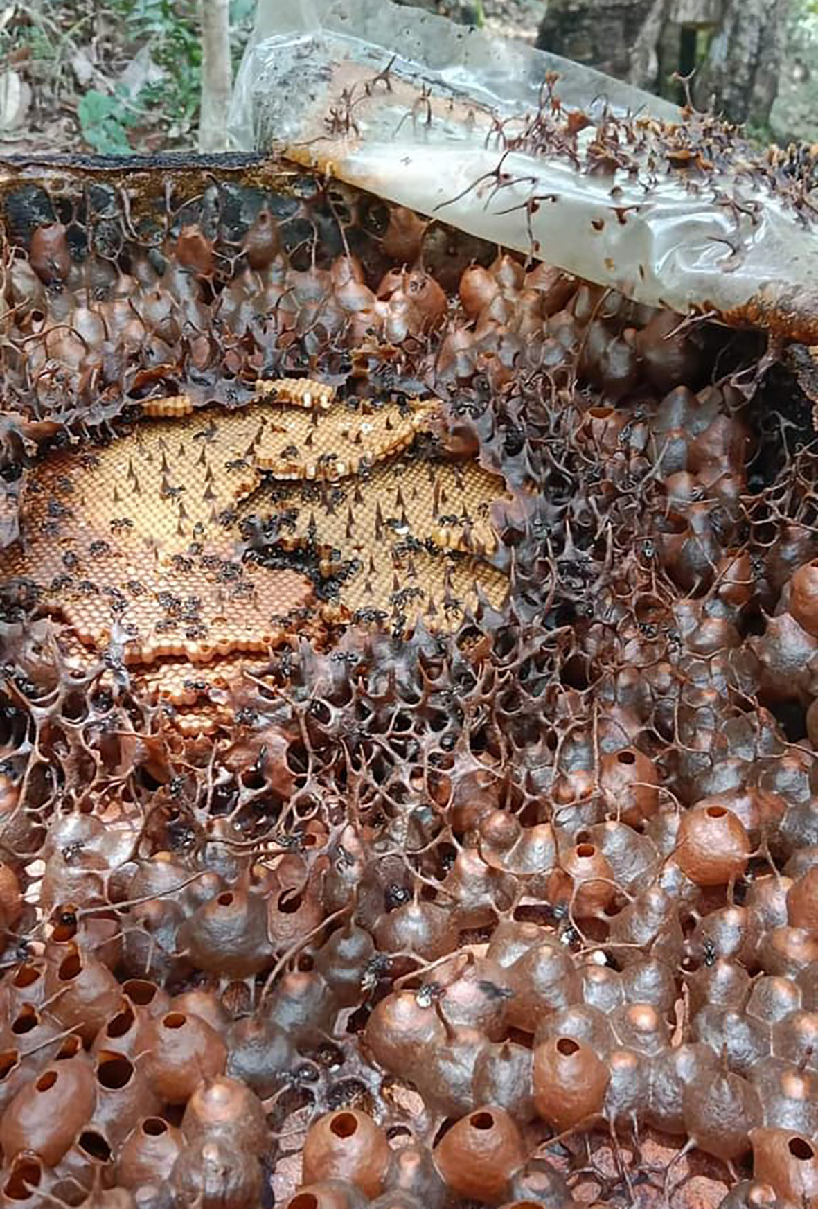 Tumbuh, mandiri, sejahtera